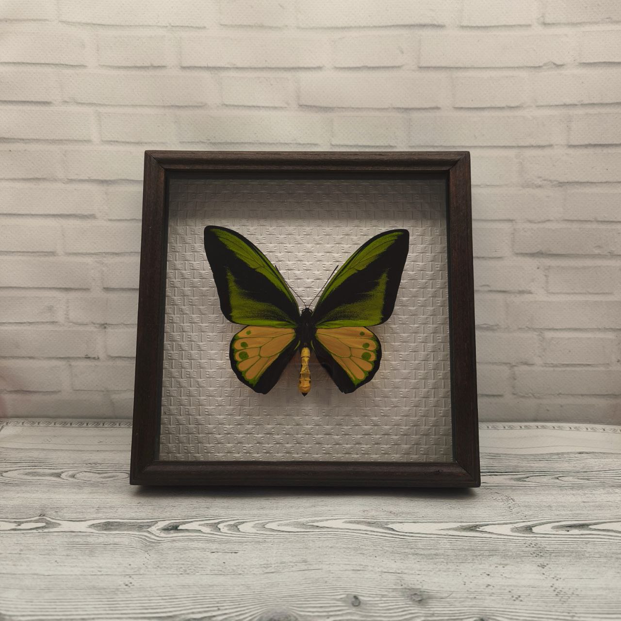 Метелик в рамці Ornithoptera goliath samson m