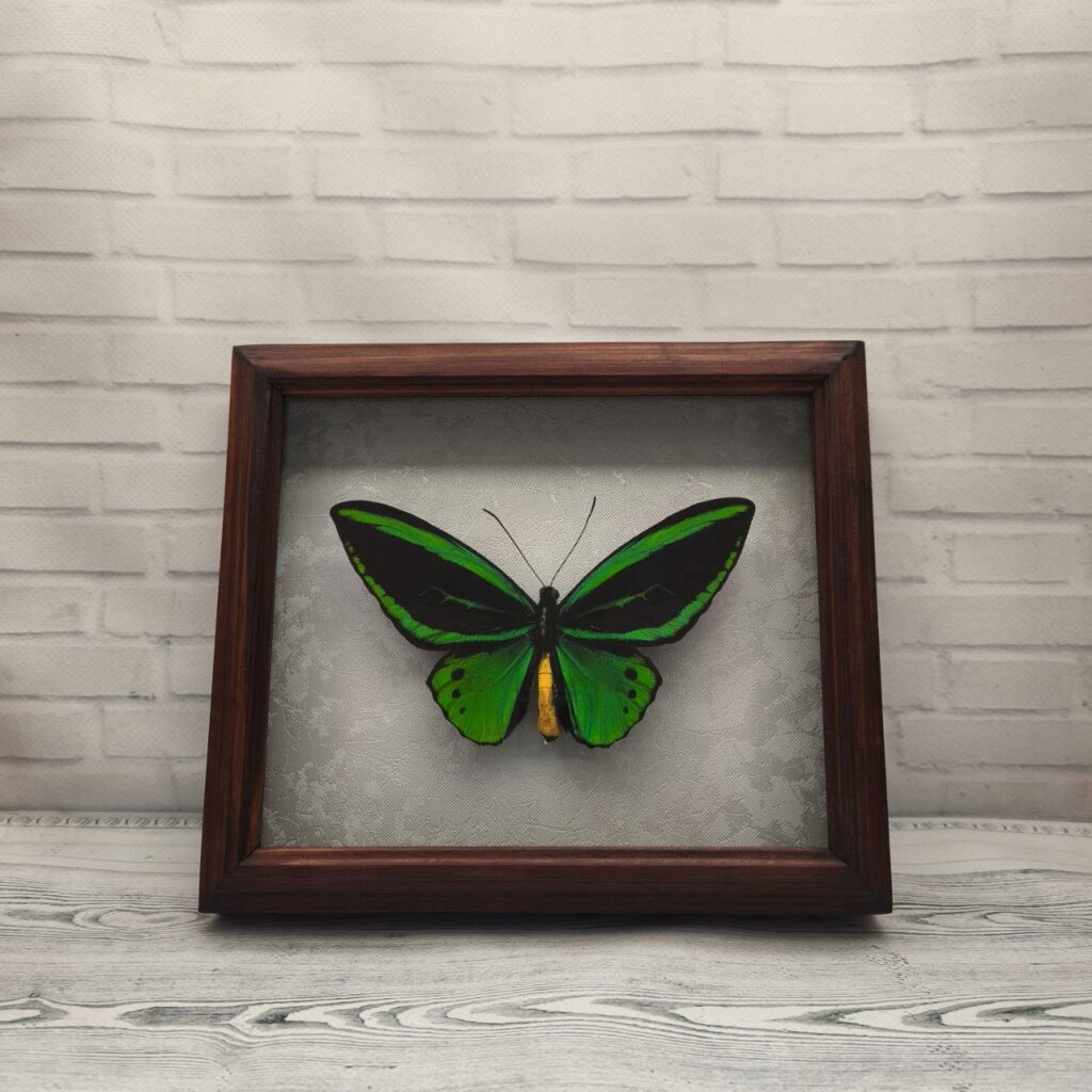 Метелик в рамці Ornithoptera priamus priamus m