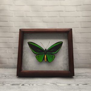 Метелик в рамці Ornithoptera priamus priamus m