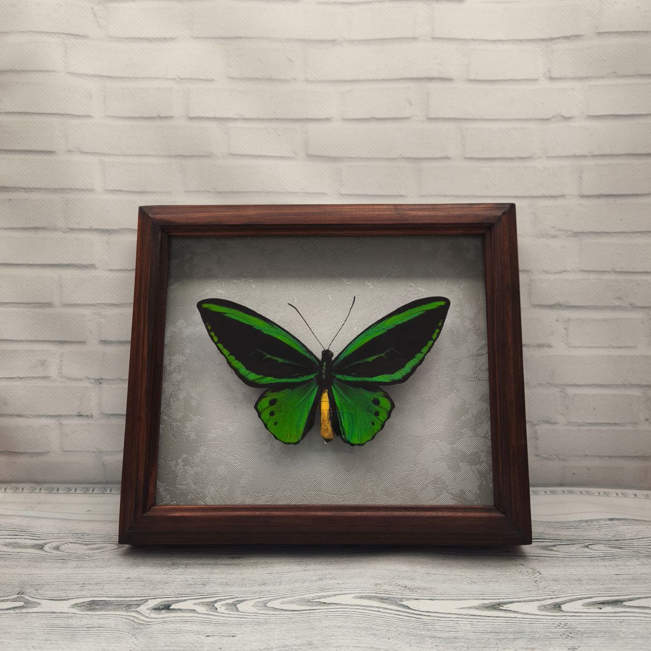 Метелик в рамці Ornithoptera priamus priamus m