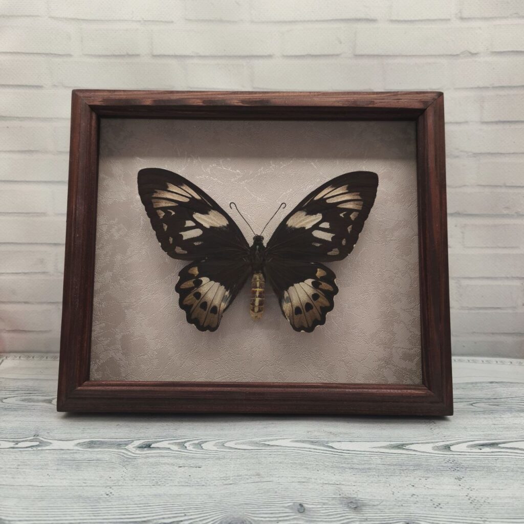 Метелик в рамці Ornithoptera priamus  f