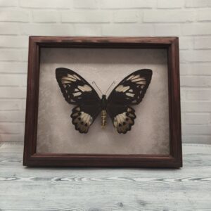 Метелик в рамці Ornithoptera priamus  f