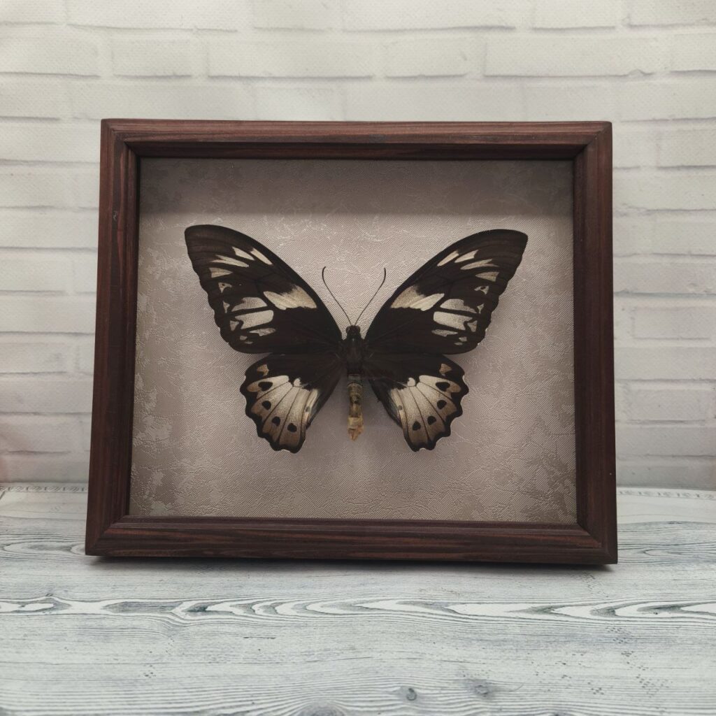 Метелик в рамці Ornithoptera priamus  f