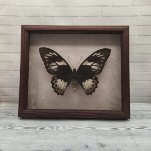 Метелик в рамці Ornithoptera priamus  f