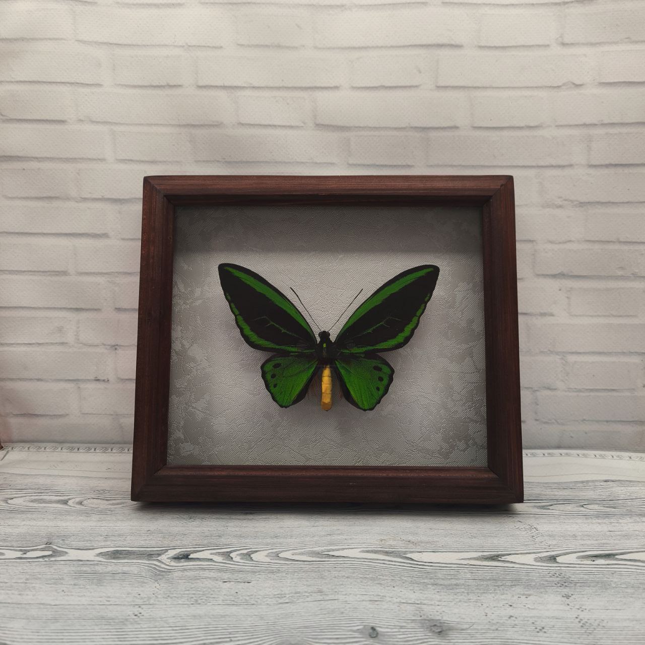 Метелик в рамці Ornithoptera priamus m