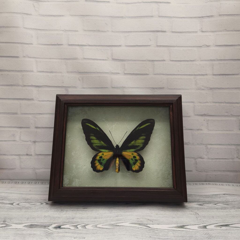 Метелик в рамці Ornithoptera rotschildi m