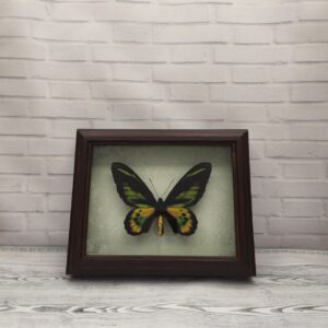 Метелик в рамці Ornithoptera rotschildi m