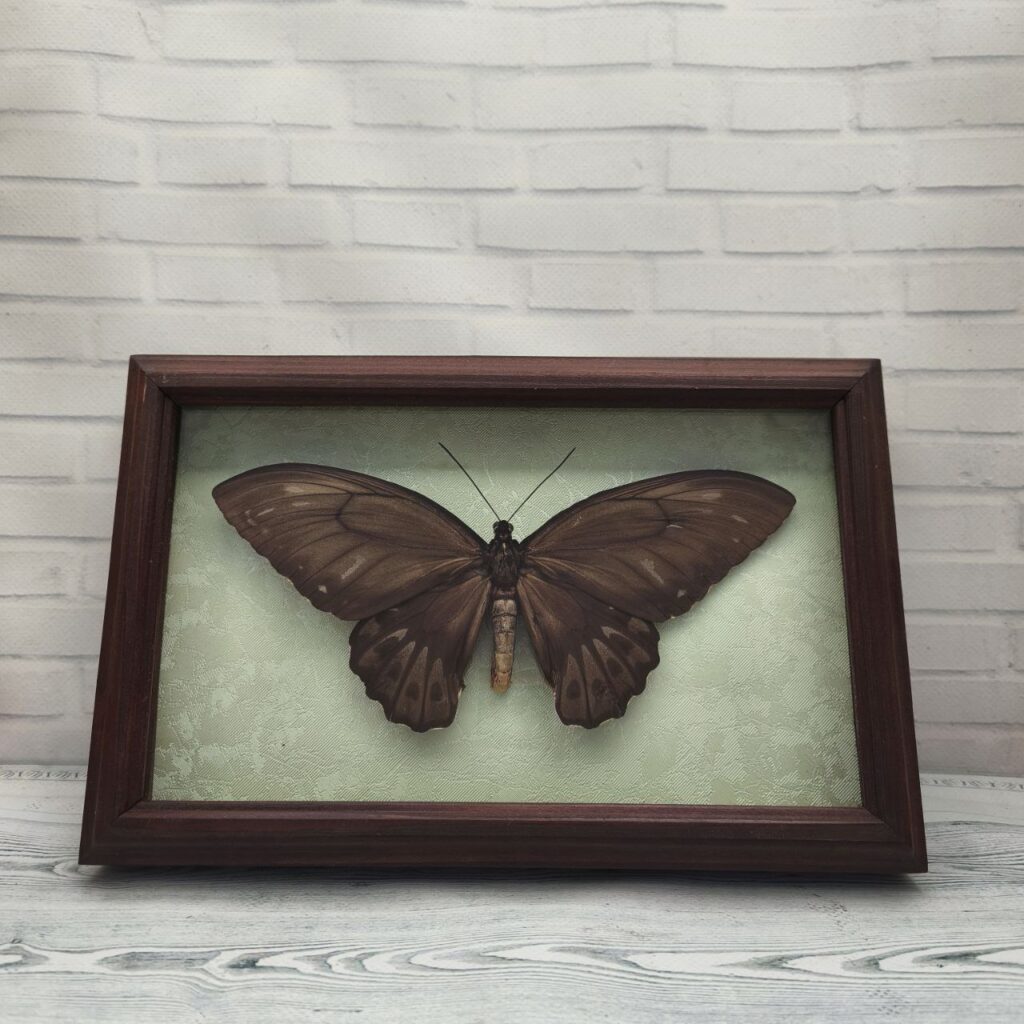 Метелик в рамці Ornithoptera urvillianus f