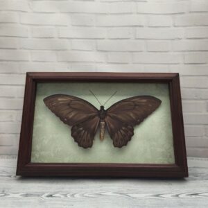 Метелик в рамці Ornithoptera urvillianus f