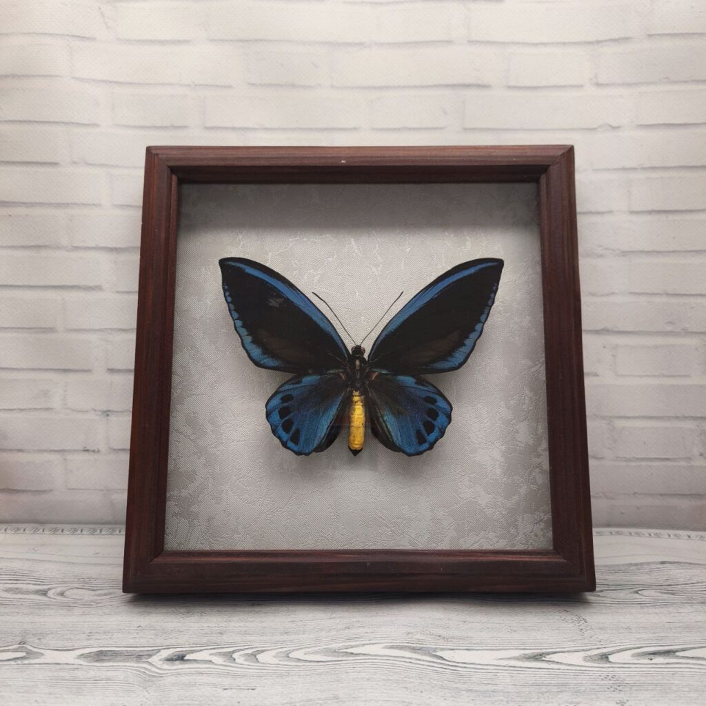 Метелик в рамці Ornithoptera urvillianus m
