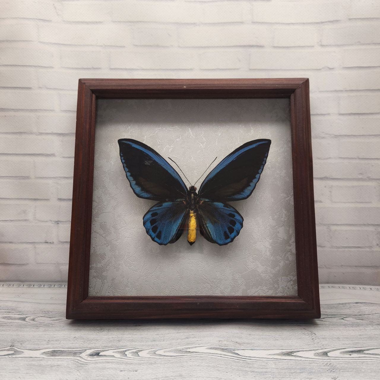 Метелик в рамці Ornithoptera urvillianus m