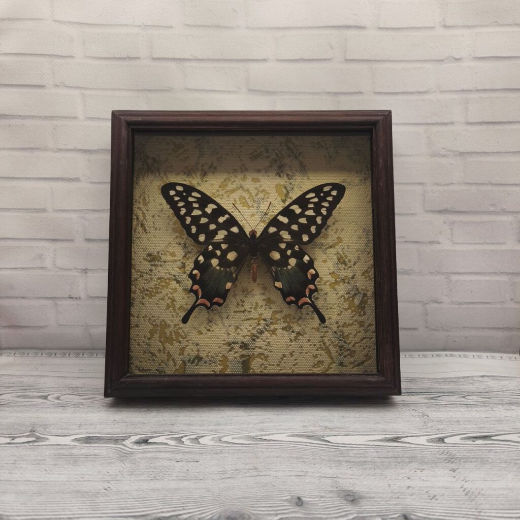 Метелик в рамці Papilio antenor
