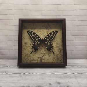 Метелик в рамці Papilio antenor