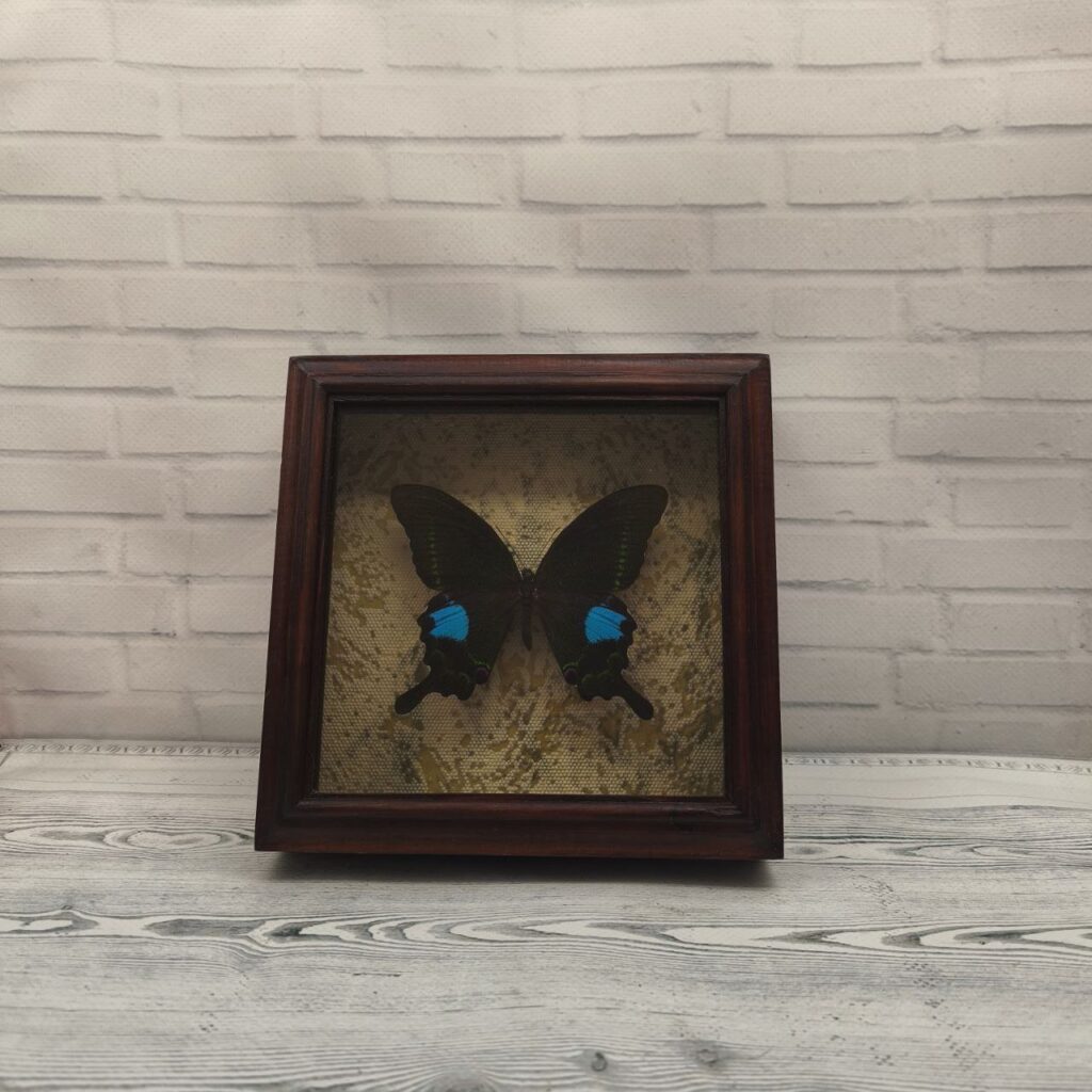 Метелик в рамці Papilio arcturus