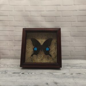 Метелик в рамці Papilio arcturus