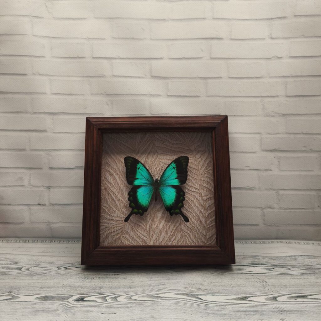 Метелик в рамці Papilio lorquinianus