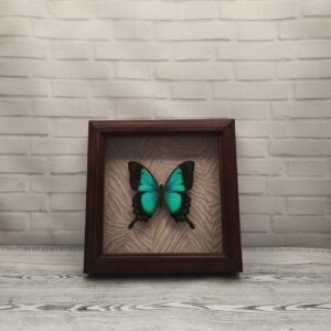 Метелик в рамці Papilio lorquinianus
