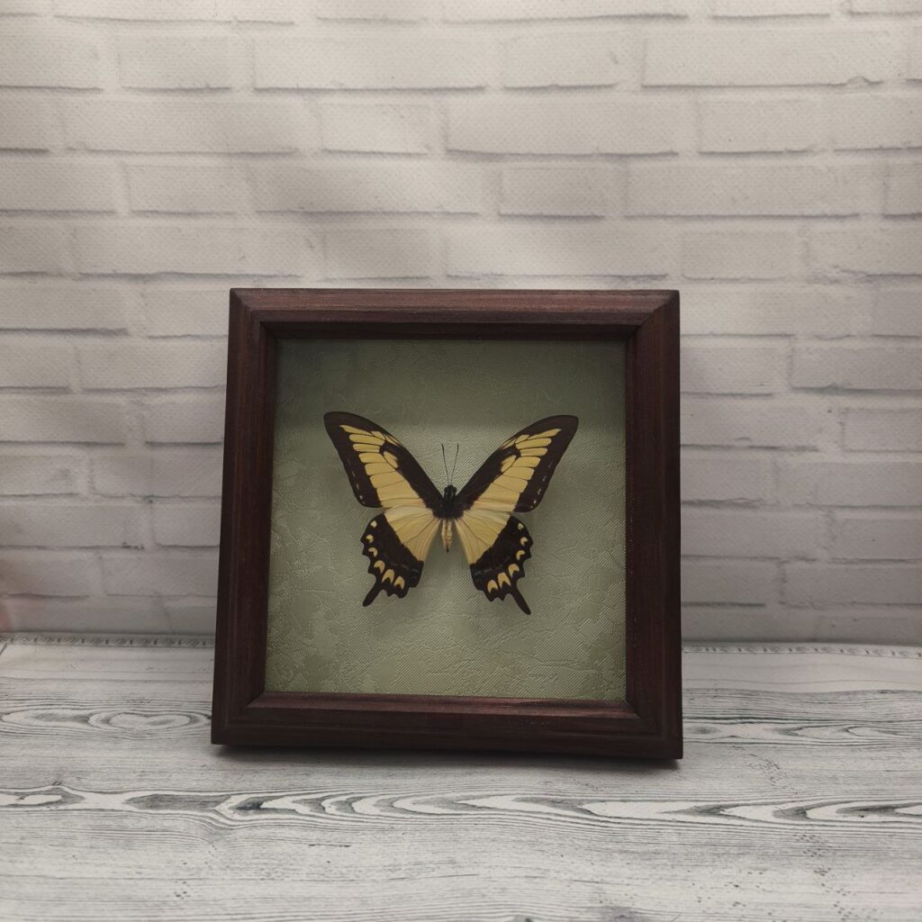 Метелик в рамці Papilio lycophron