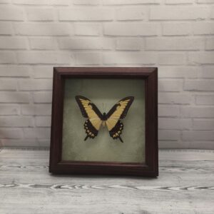 Метелик в рамці Papilio lycophron