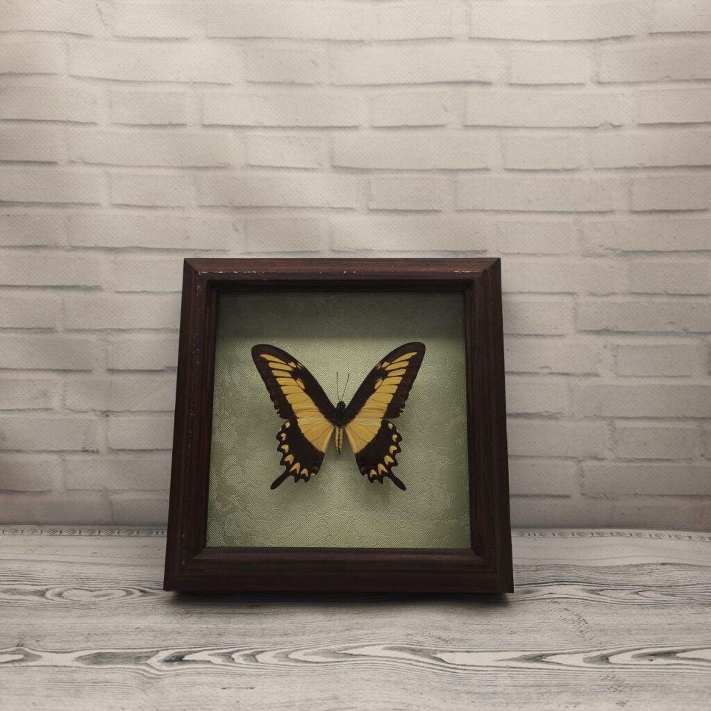 Метелик в рамці Papilio lycophron