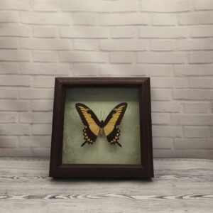 Метелик в рамці Papilio lycophron