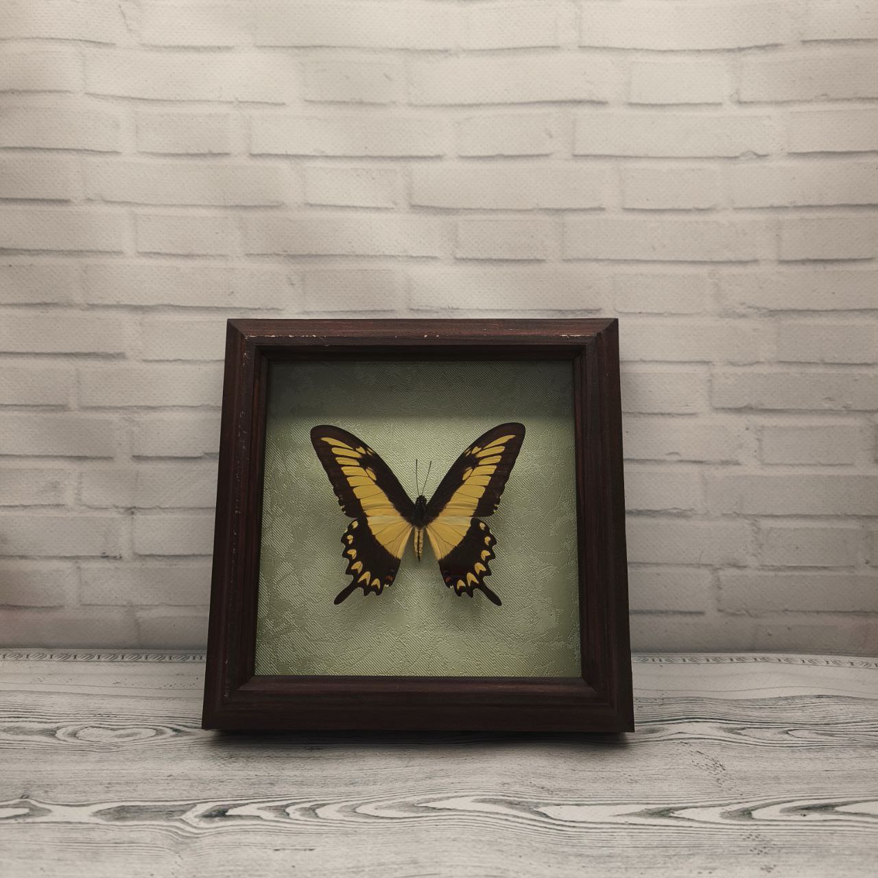 Метелик в рамці Papilio lycophron