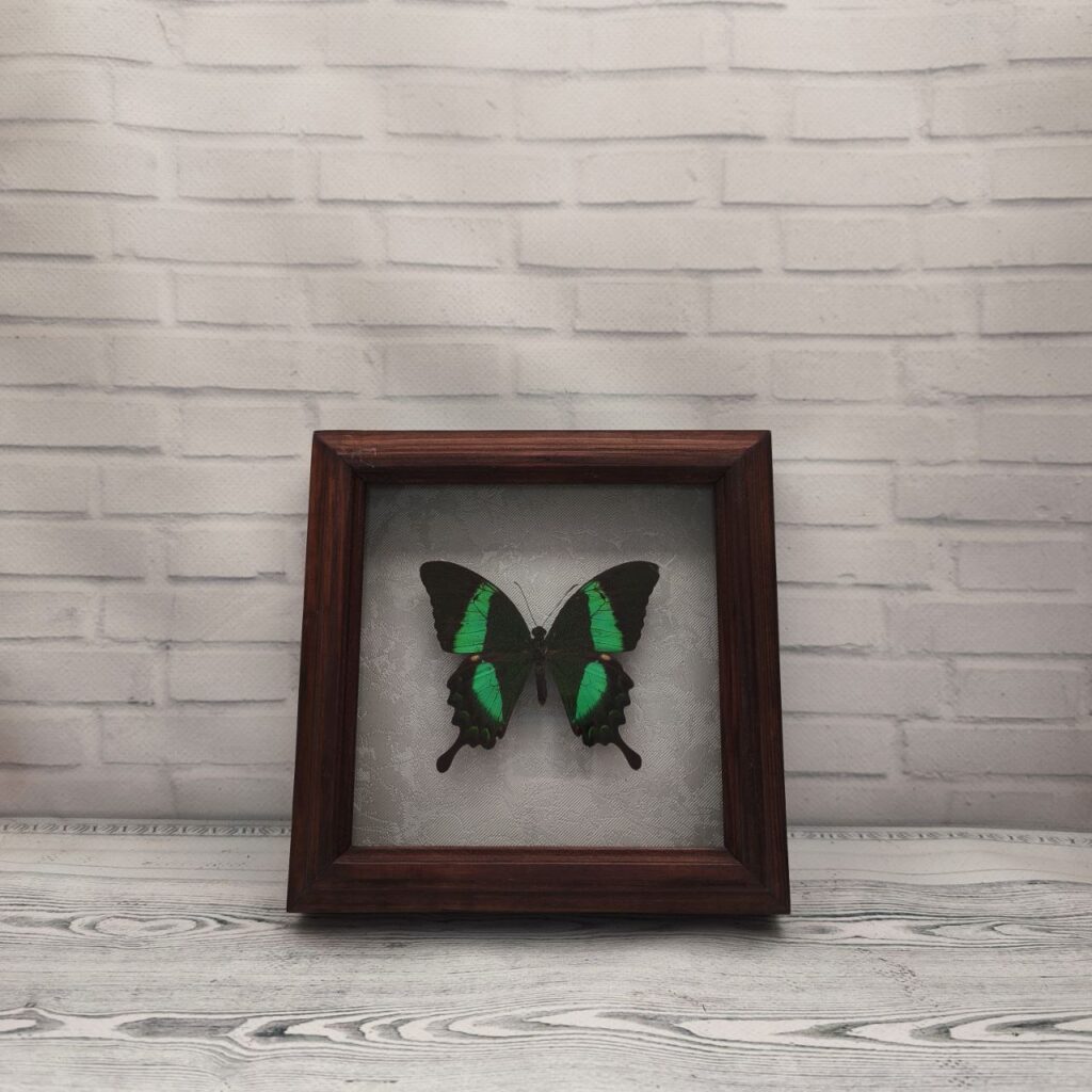Метелик в рамці Papilio palinurus