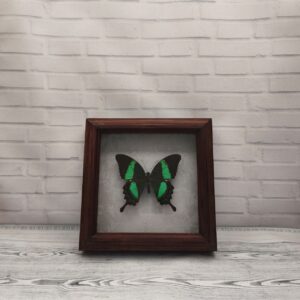 Метелик в рамці Papilio palinurus