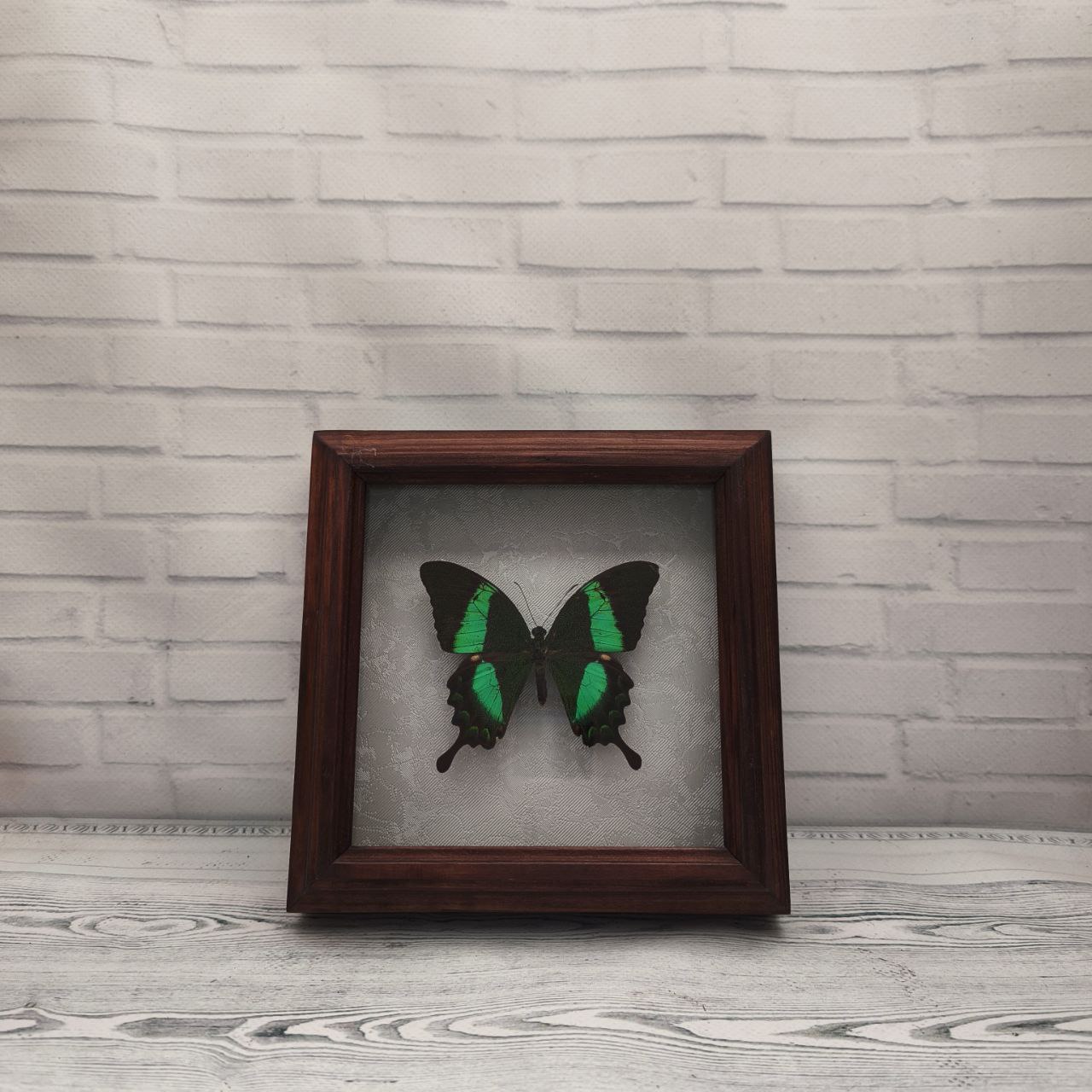 Метелик в рамці Papilio palinurus