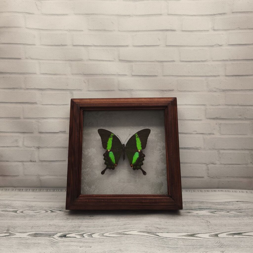 Метелик в рамці Papilio palinurus