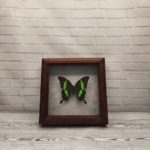 Метелик в рамці Papilio palinurus
