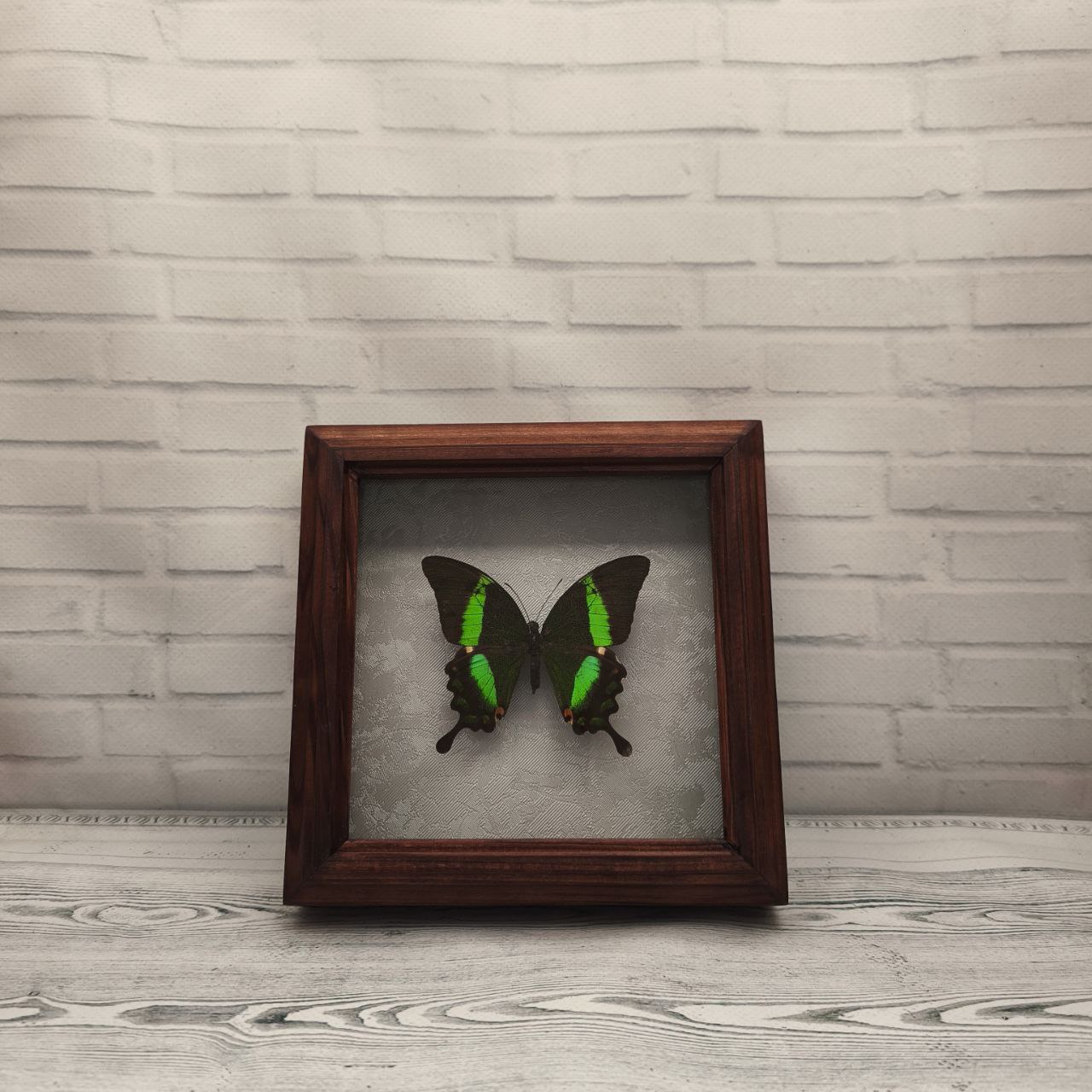 Метелик в рамці Papilio palinurus