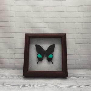 Метелик в рамці Papilio paris