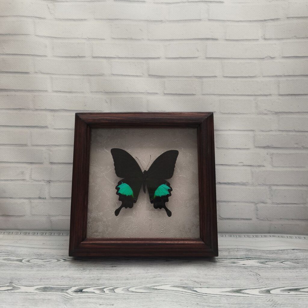 Метелик в рамці Papilio paris