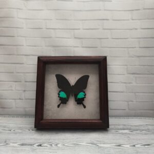 Метелик в рамці Papilio paris