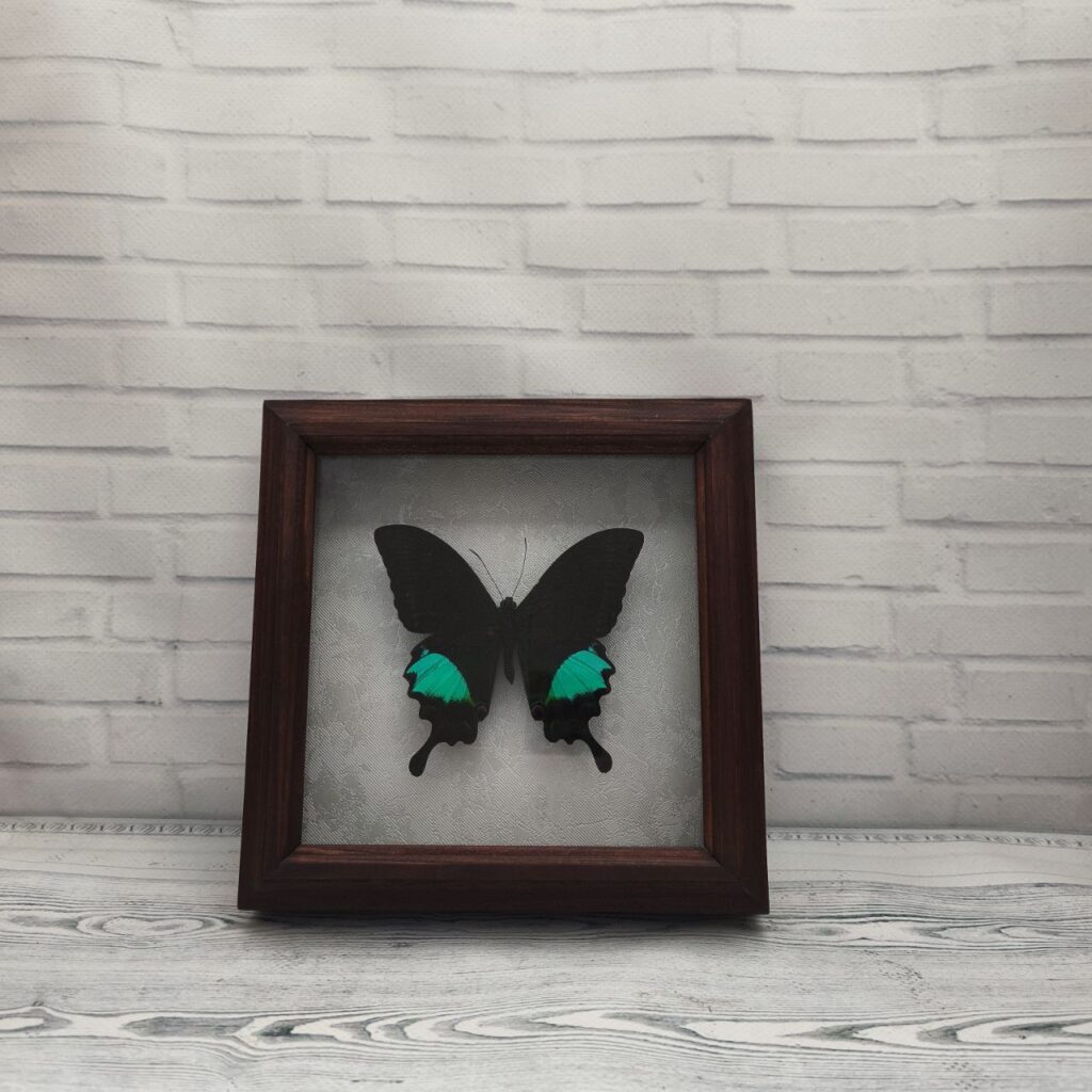 Метелик в рамці Papilio paris