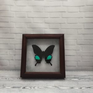 Метелик в рамці Papilio paris