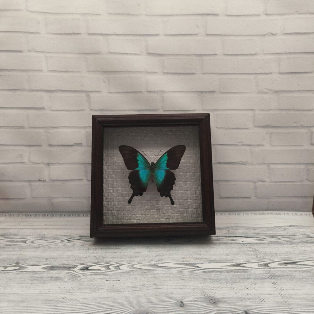 Метелик в рамці Papilio perantus