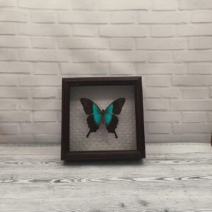 Метелик в рамці Papilio perantus