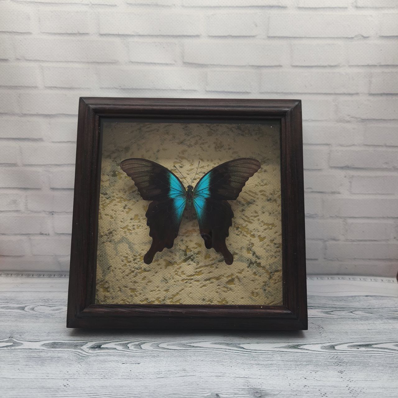 Метелик в рамці Papilio perantus adamantius