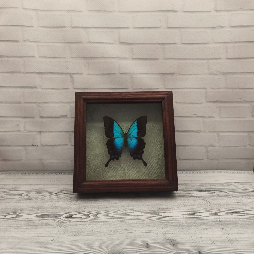 Метелик в рамці Papilio pericles