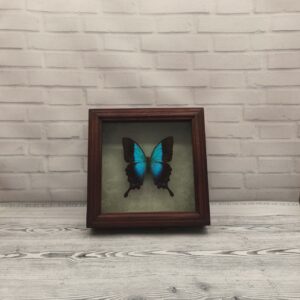 Метелик в рамці Papilio pericles