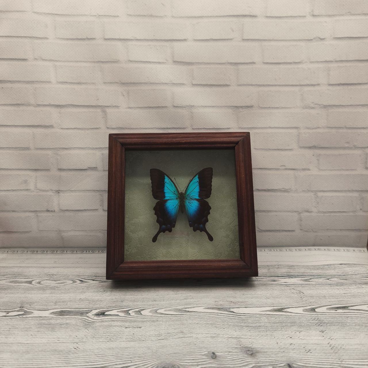 Метелик в рамці Papilio pericles