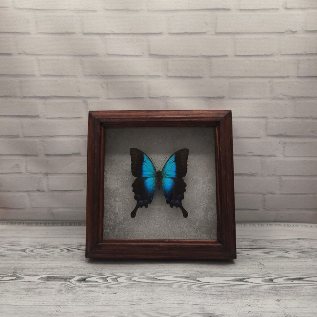 Метелик в рамці Papilio pericles