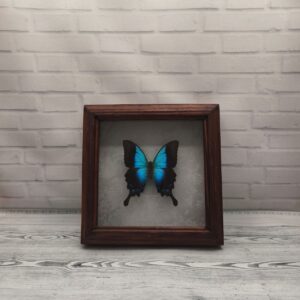 Метелик в рамці Papilio pericles