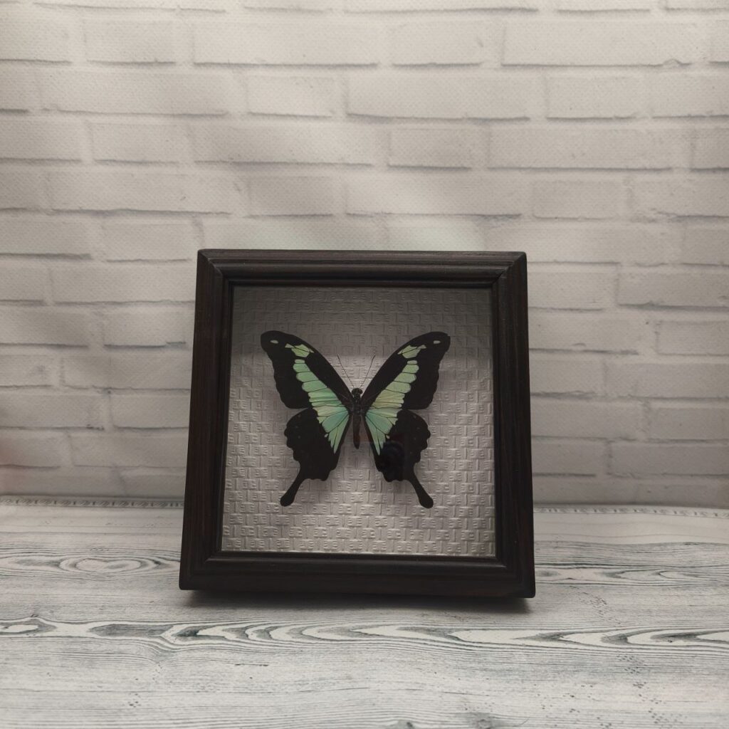 Метелик в рамці Papilio phorcas