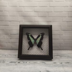 Метелик в рамці Papilio phorcas
