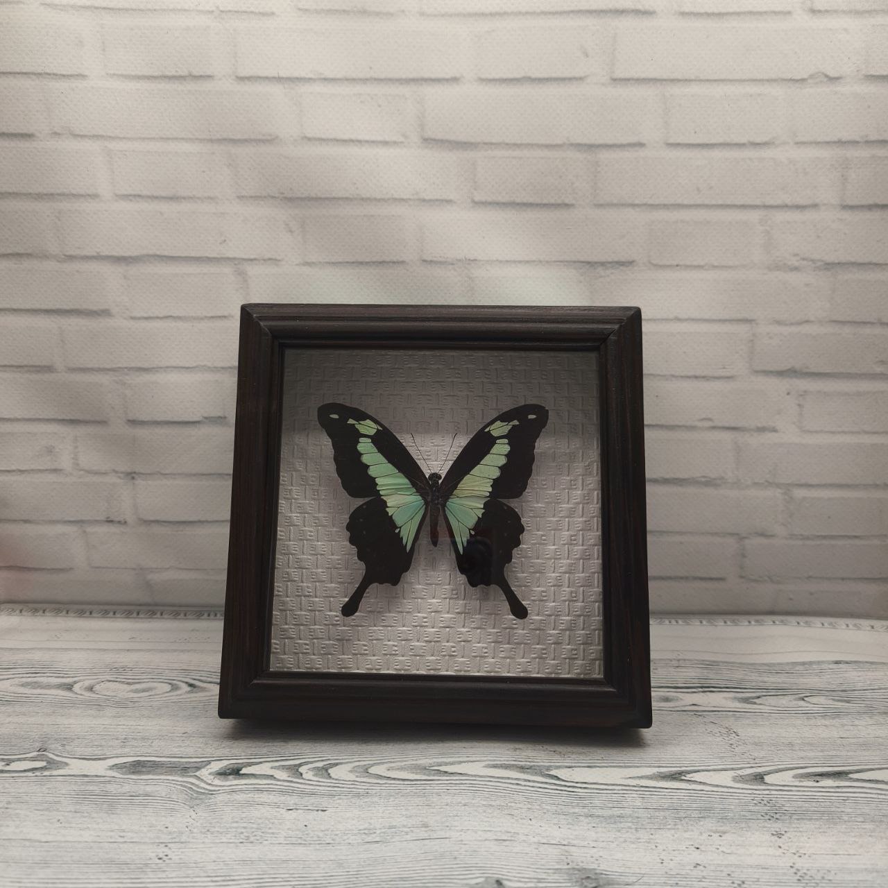 Метелик в рамці Papilio phorcas
