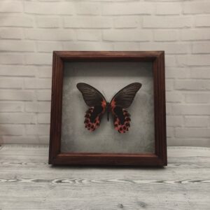 Метелик в рамці Papilio rumanzovia (низ)