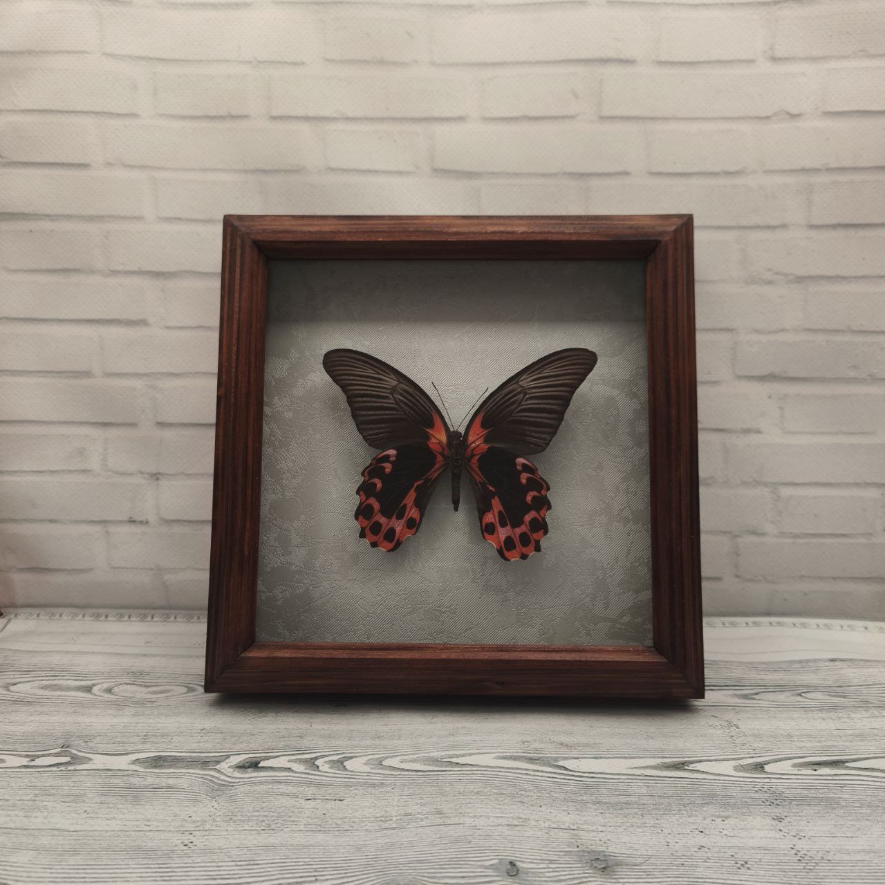 Метелик в рамці Papilio rumanzovia (низ)